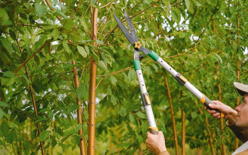 Tree trimming in Dillingham, AK